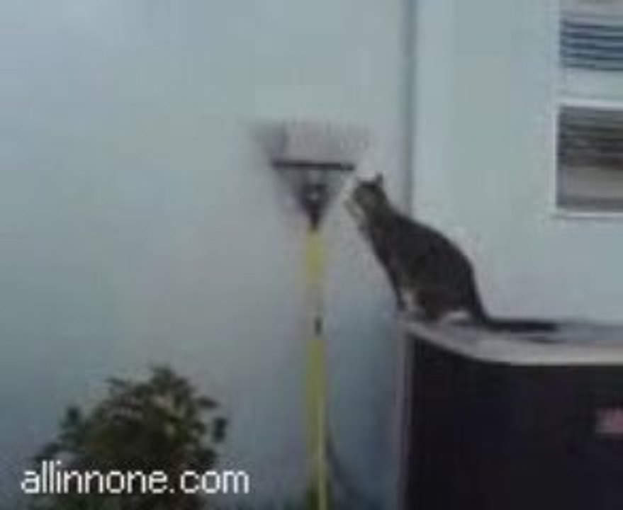 Parkour Kitty