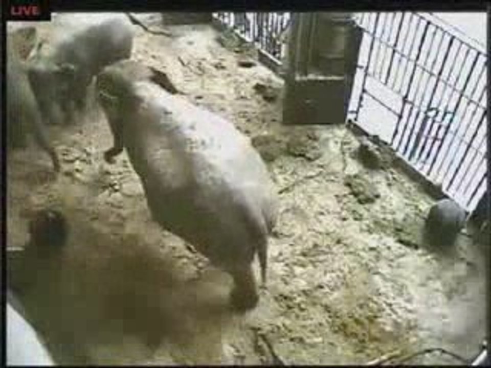 Baby elephant is born at Antwerp Zoo