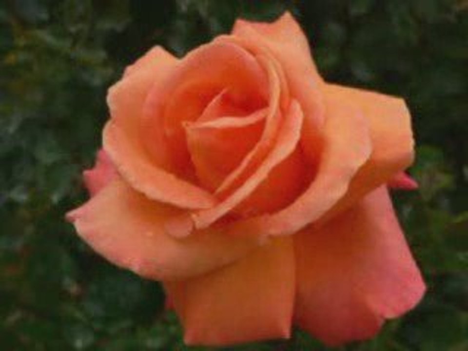 Je t'offre ces roses maman