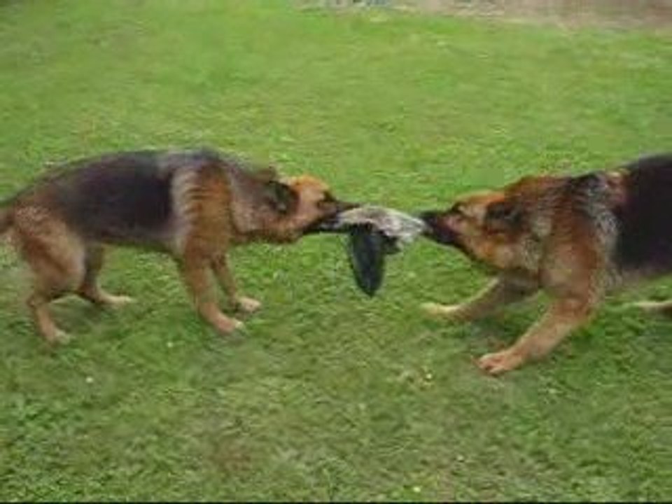 berger allemand