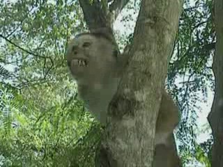 La vie privée des animaux