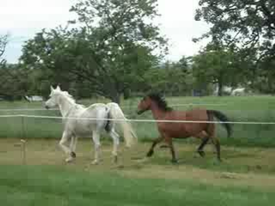 trot de deux chevaux