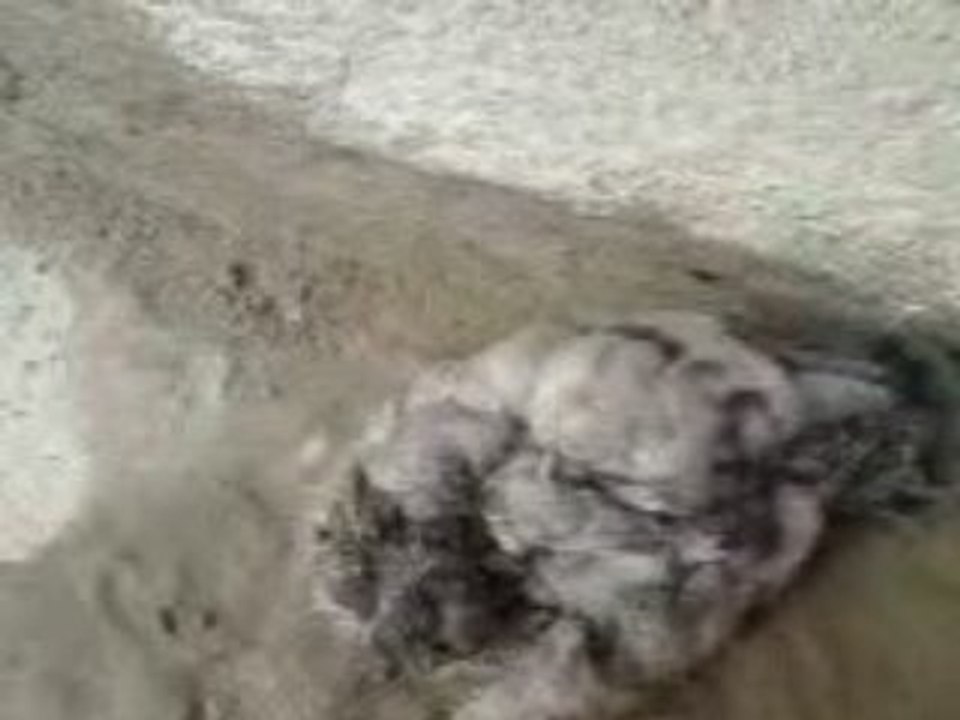 Putain de pigeons