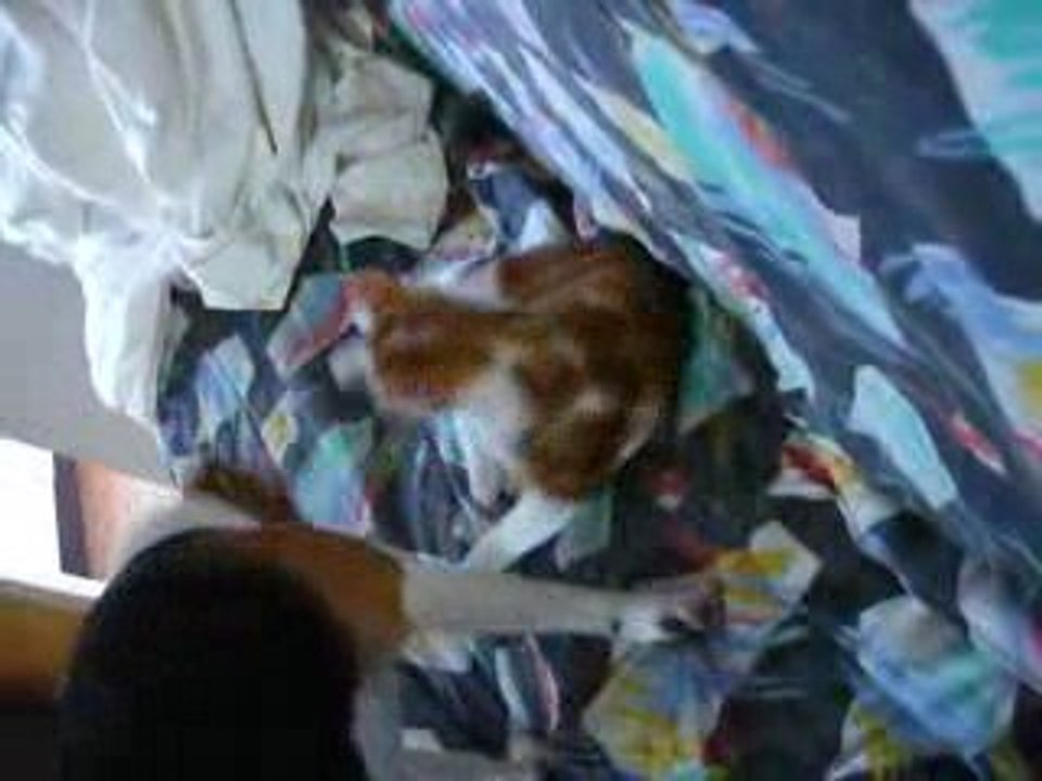 Bataille chien chat