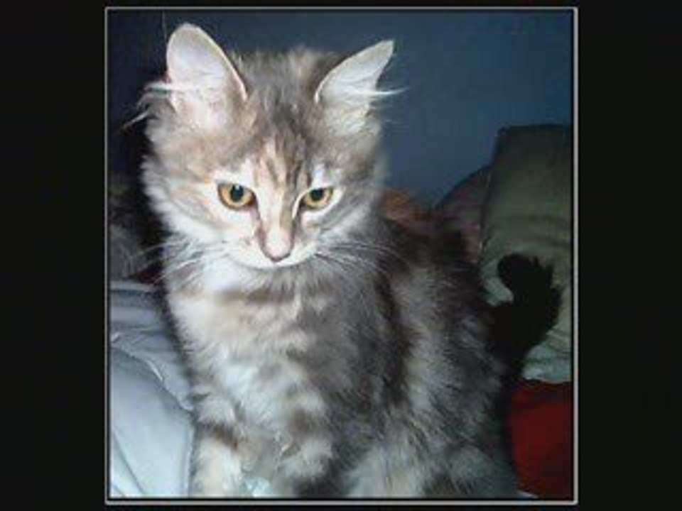 Princesse
