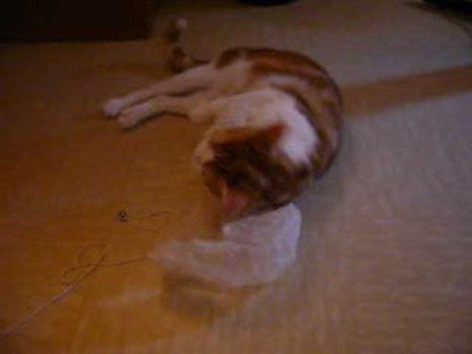 Shisü le chat et son sac de carottes 2