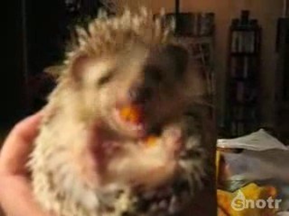 Un hérisson qui mange c'est mignon !