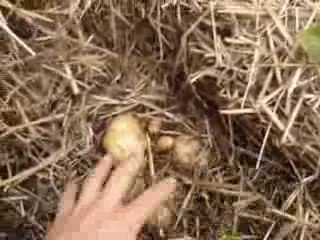 Pomme DeTerre Sous Paille