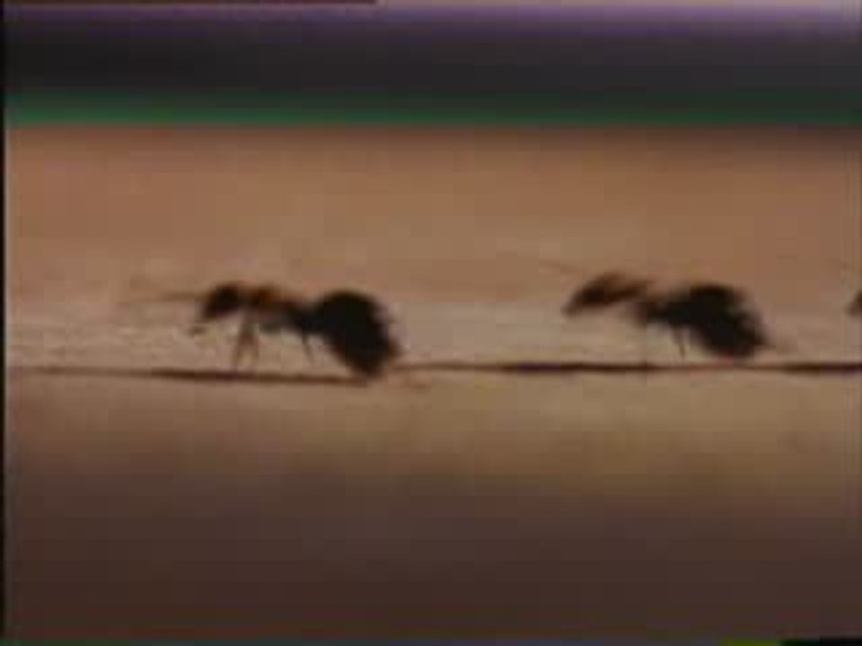Antz
