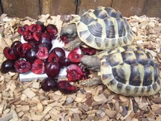 Tortues et cerises