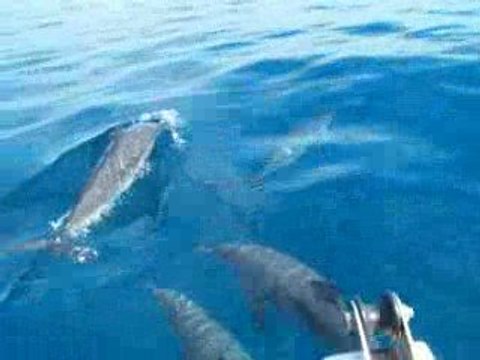 Dauphins juin 2009 042