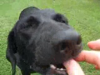 Cheyenne (roule;saute)