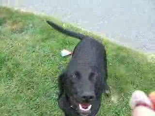 Cheyenne (tourne;pas toucher)