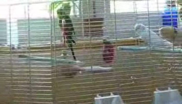 Couple perruche ondulée