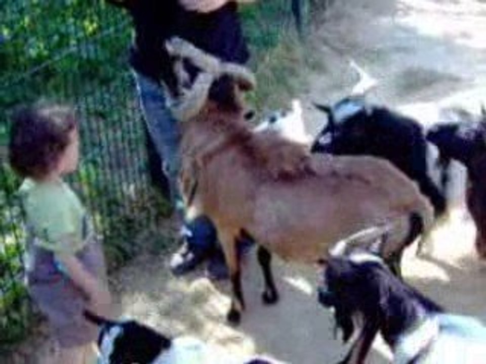 Lenny et les biquettes