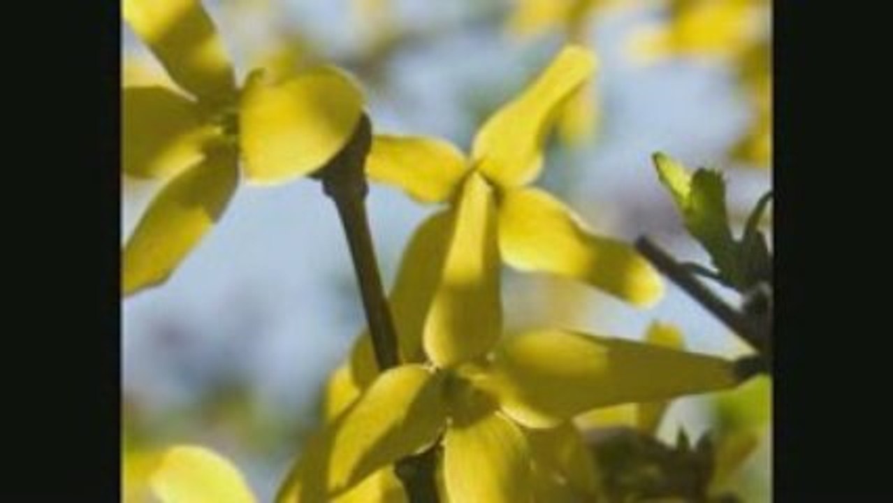 Vivaldi...composition de fleurs....