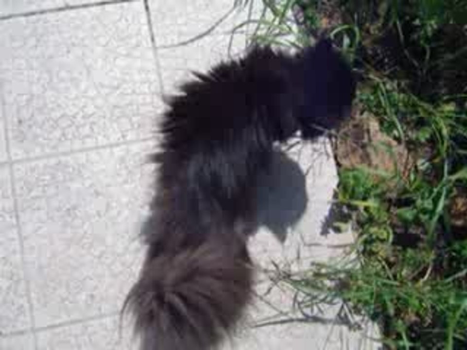 Néfertiti fait son cinéma