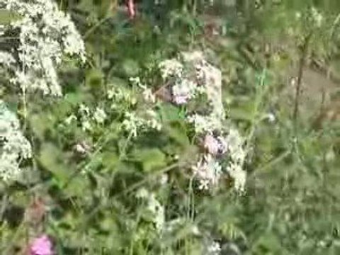 La Bourboule: Fleurs de Carottes (Sauvages)