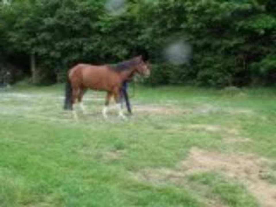 soulaines 2009 endurance Radja.....