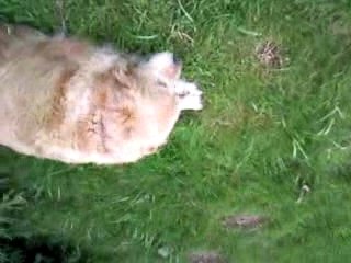 chien qui se prend pour un mouton