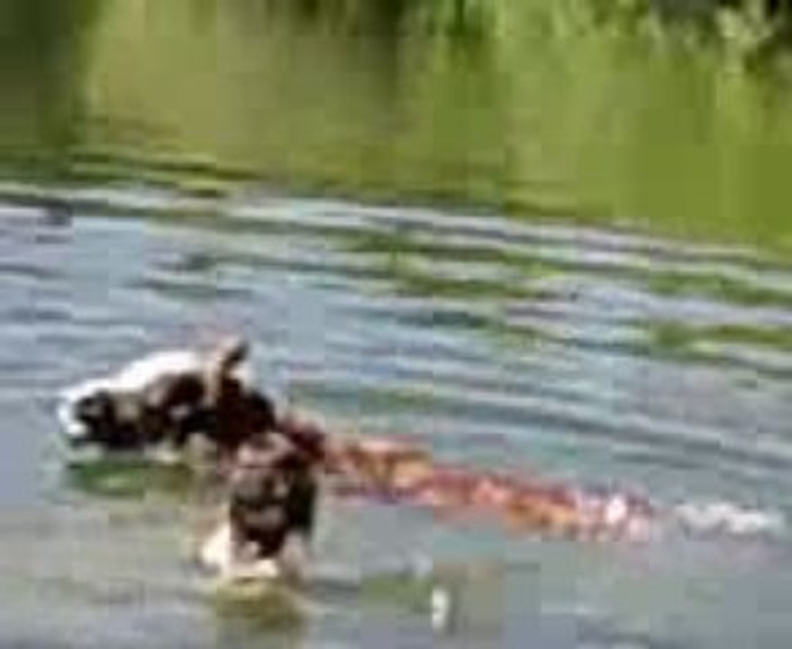 Baignade izia et radjah