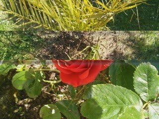Petites fleurs 2