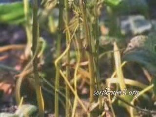 Senai Demirci Affeyle Serdengecti.Org