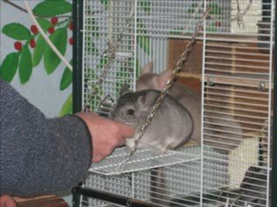 Adoption semaine 2