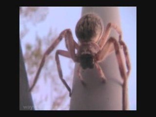 Wild Giant Crab Spider