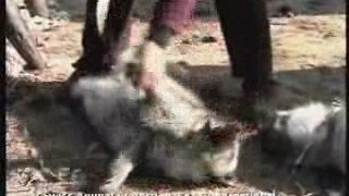 Crueldad contra animales. Horror en las peleterías de China