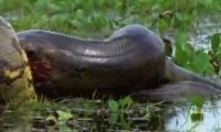 Super Snakes - Anacondas & Pythons 3 5
