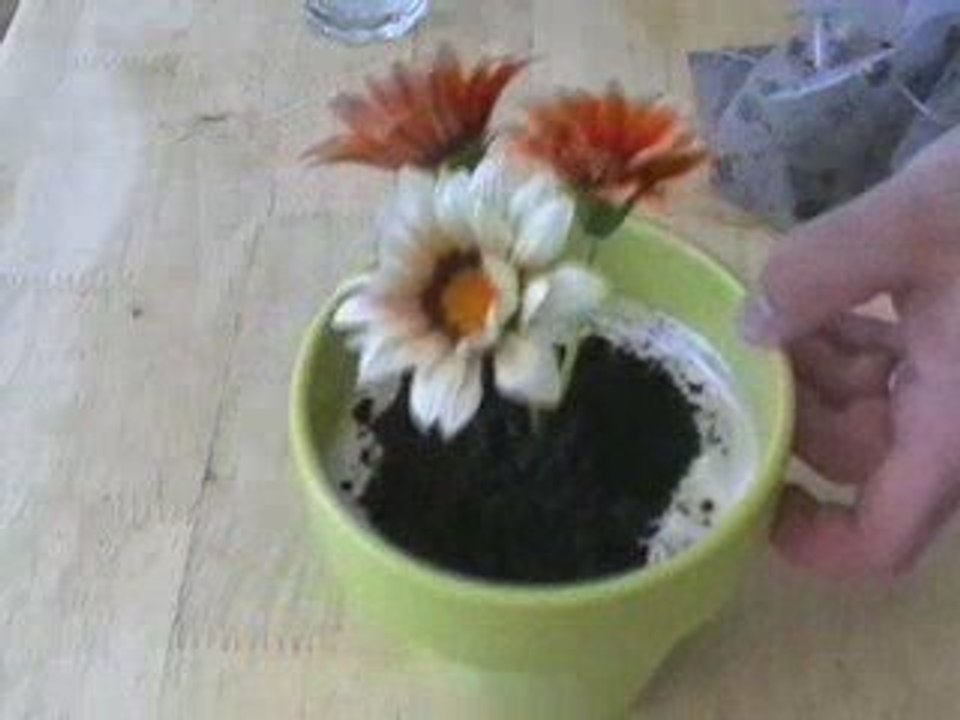 Food: Potted plants you can eat