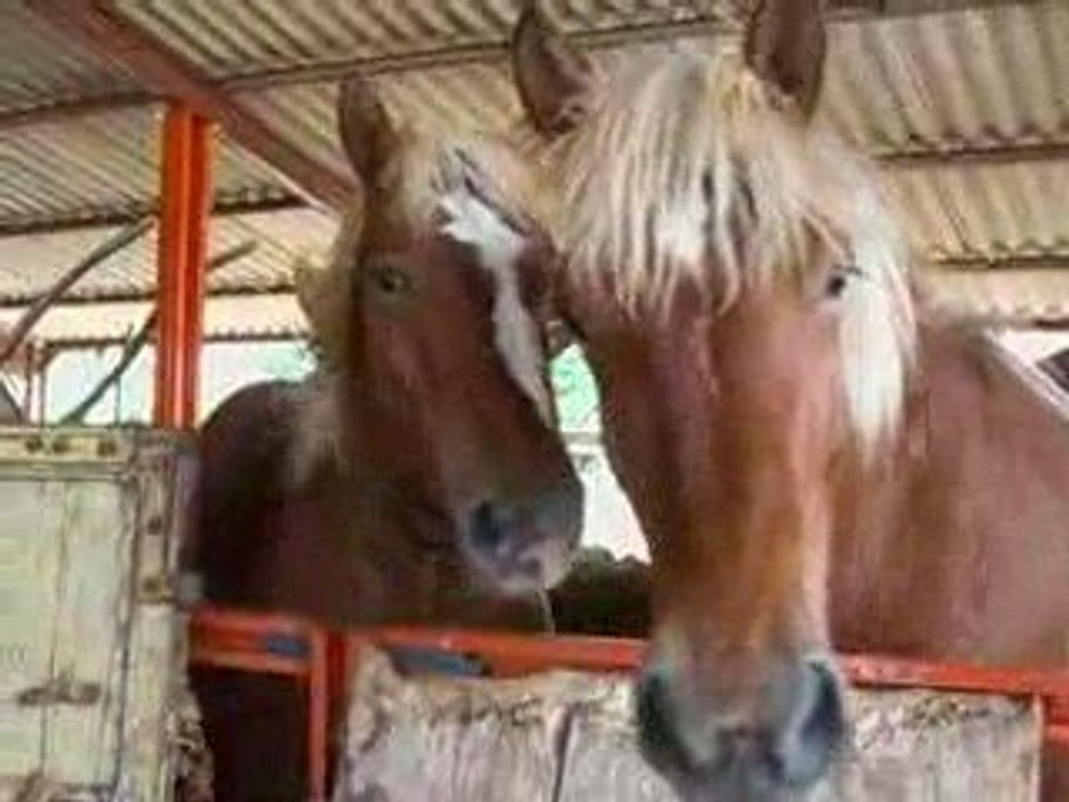 Poulains comtois 1an pp 21mai09-1 (1)