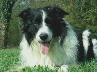 Border Collie , Père et Fille