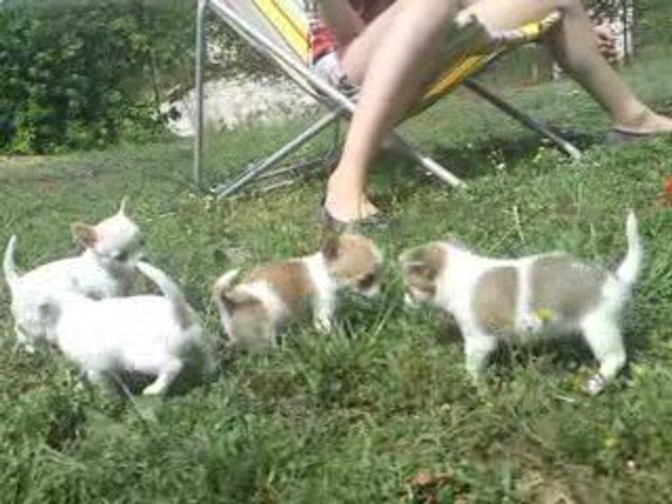 Miniccos 7