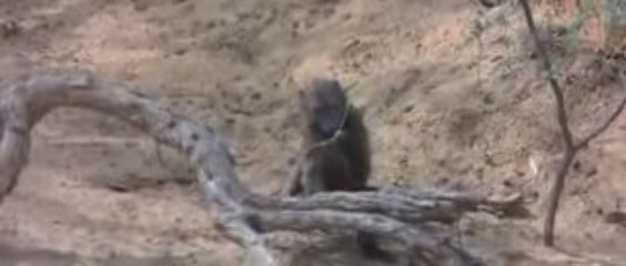 Compil animaux bourrés
