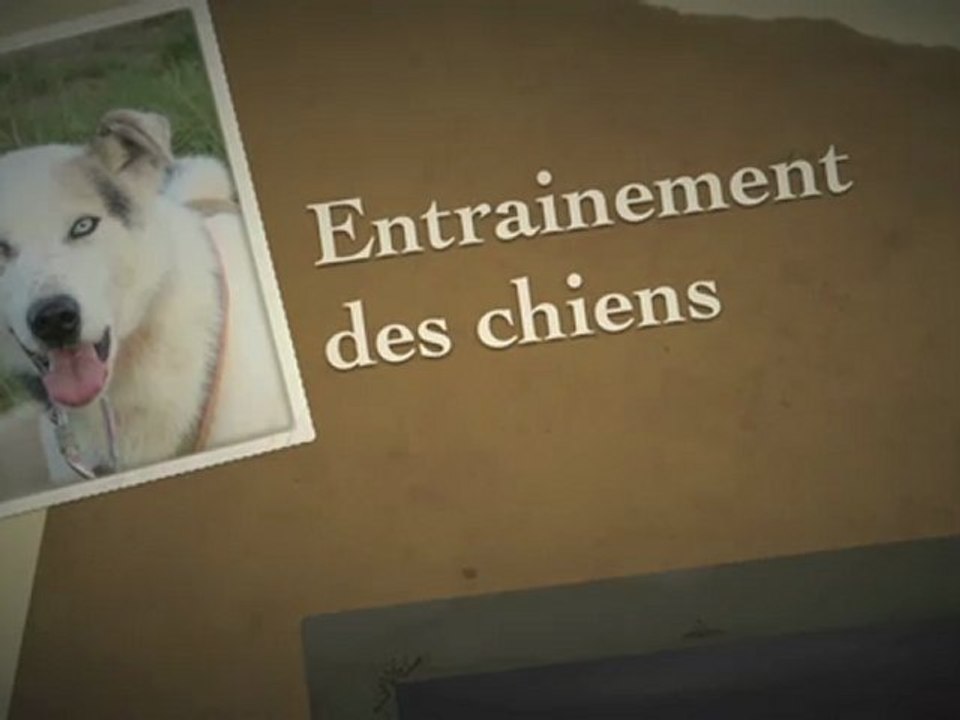 Entrainement des chiens