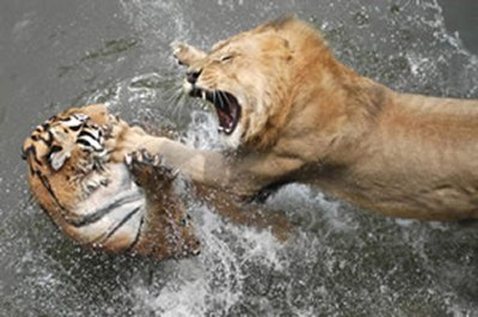 ⁣LION Vs TIGER - Animal Faceoff | Animal Planet