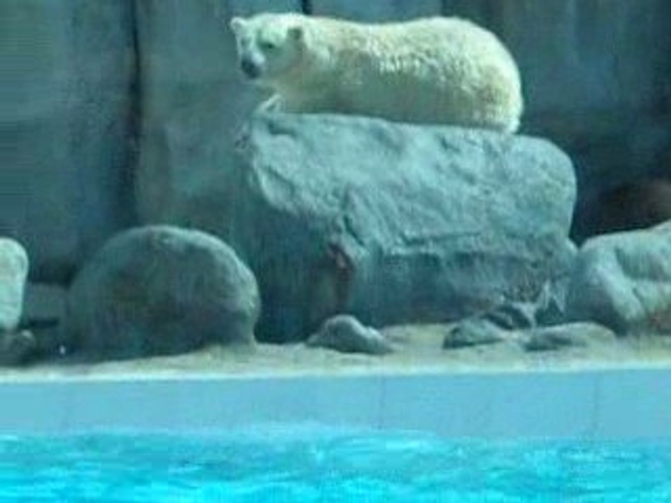 Ours blanc grattage à La Palmyre