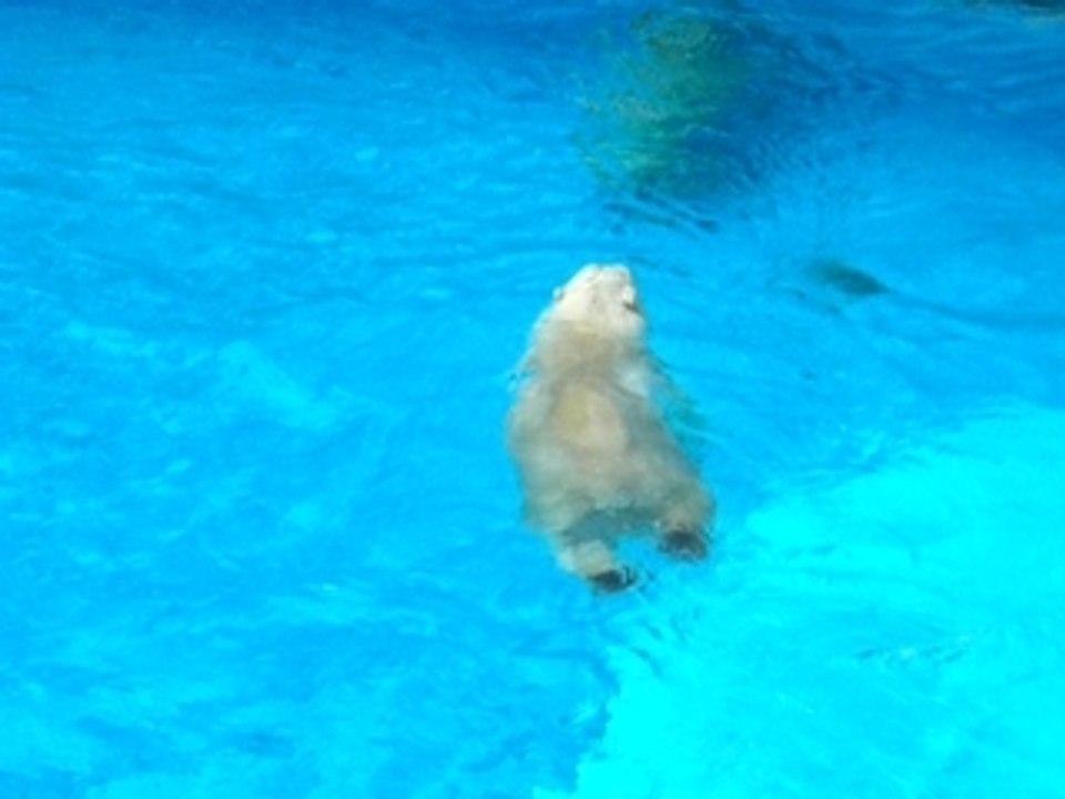 Ours blanc pirouette à La Palmyre