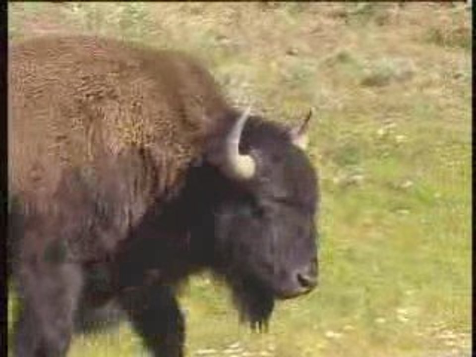 Kiowa Buffalo Song
