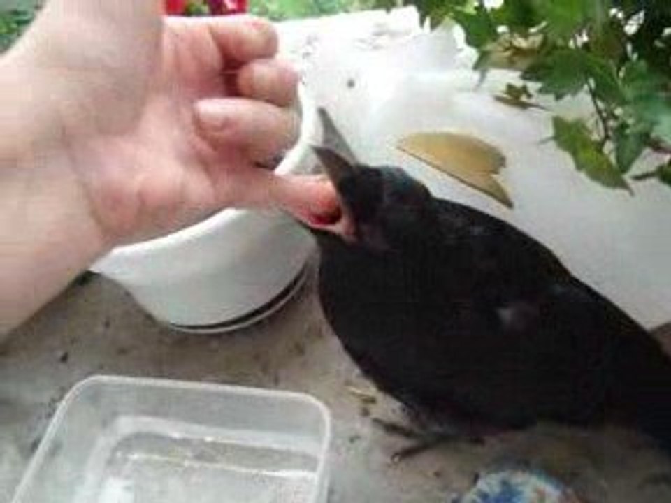 Le Corbeau de la famille