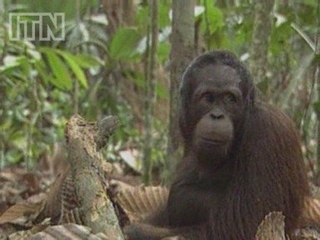 Two female orangutans have been seen cannibalising