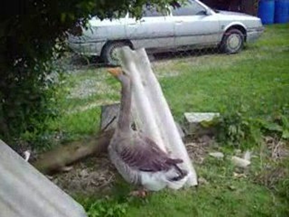 P'tite poule et poussins 1