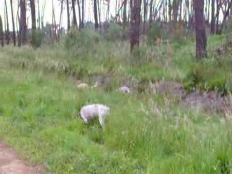 2009_0523ballade0007