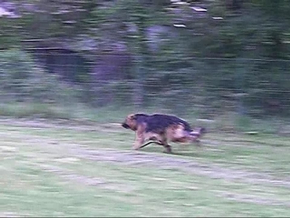 Parodie pub Royal Canin