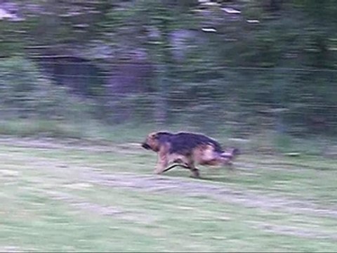 Parodie pub Royal Canin