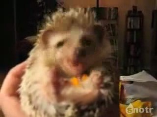 Kirpi Nasıl Yemek Yer