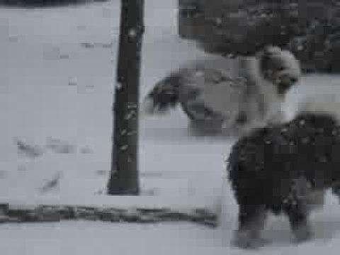 DES BOBTAILS SOUS LA NEIGE EN PROVENCE