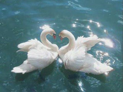 Le Nouveau Monde William Sheller